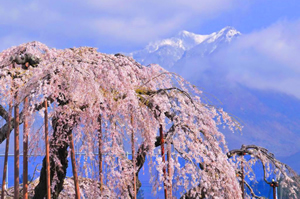 埼玉南　最高の桜ツーリング